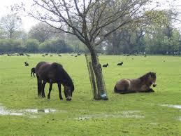 Suffolk Wildlife Trust